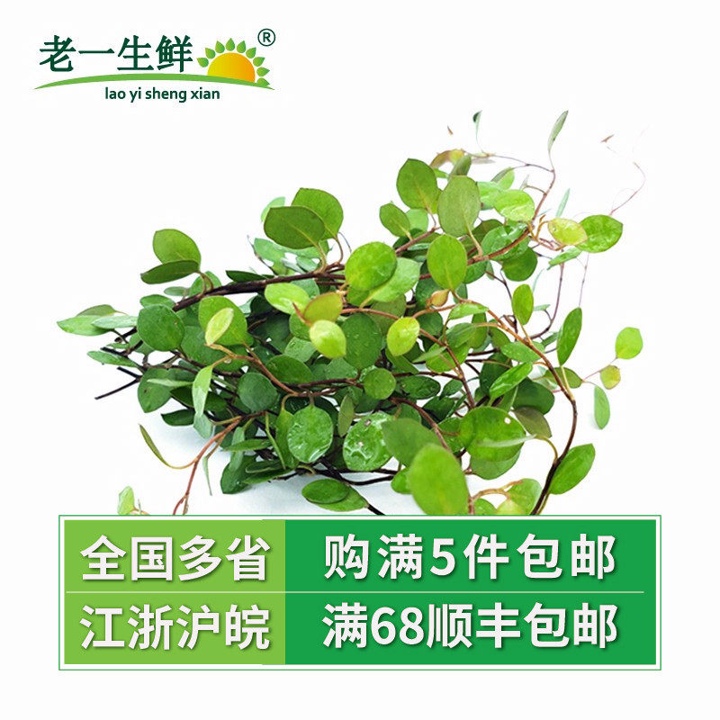 Fresh Chiba orchid Longevity vine Chlorophyll leaves Hotel catering cold art pendulum around the plate flowers 1 boxed