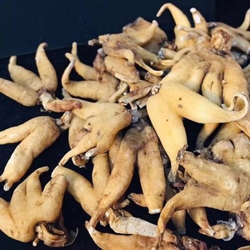 Tibetan special-producing palm ginseng tonic palms palms palms with 50g terails of hand. 