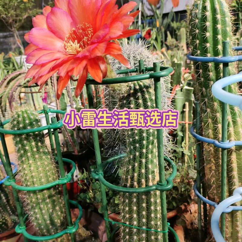The Latest Model of Open Flower Stand for Water Lilies, Lotus Flowers, Nine-Tailed Fox Flowers, Rose Flowers, Crab Claw Flowers, and Multifunctional Flower Stand for Cactus
