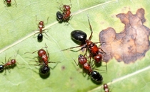 Lack of Thorn back ants small belly ant ant House mini Turkic pet Ant origin Xinjiang