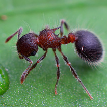 Two-color shield breast leaf cutter ant pet ant baby stomach ant ant House
