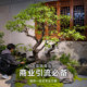 Simulated plant landscaping tropical rainforest large landscape fake green plant ornaments restaurant shopping mall decoration under the stairs