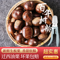 2024 Selected Authentic Qianxi Chestnut Raw Fresh Hebei Wild Sweet Oil Chestnut 3113 Yanshan Hairy Banchi