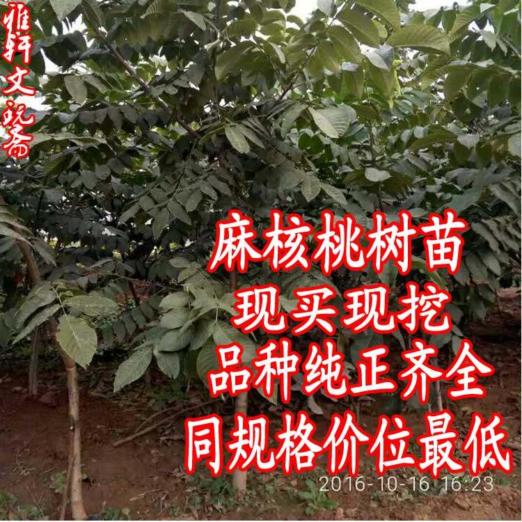 Vin Playing Walnut Tree Sapling Walnut Sapling King Brave official hat Lions Head Millstones White Lion Walnut Sapling