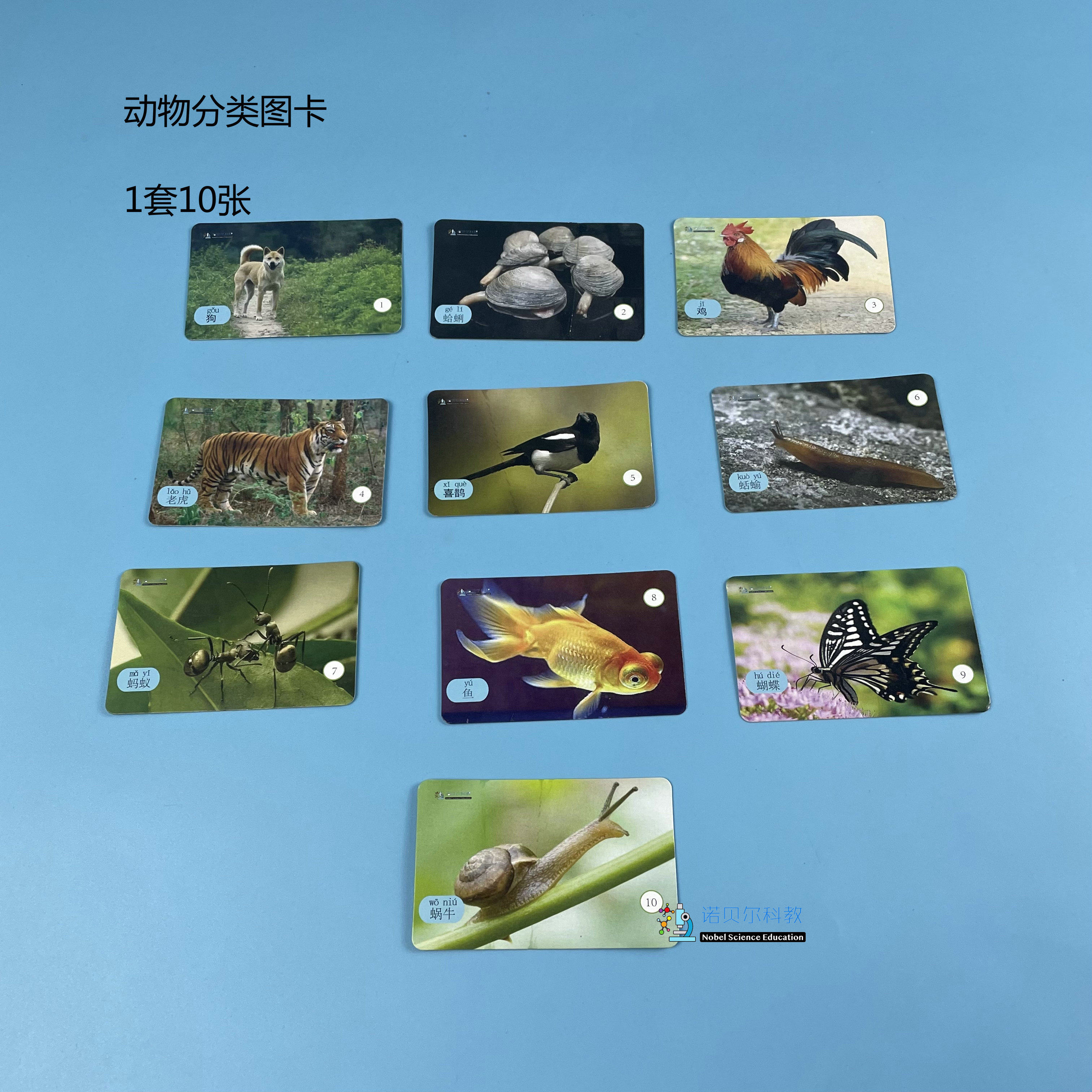 动物分类卡片诺贝尔科教实验材料1年级下册1套10张