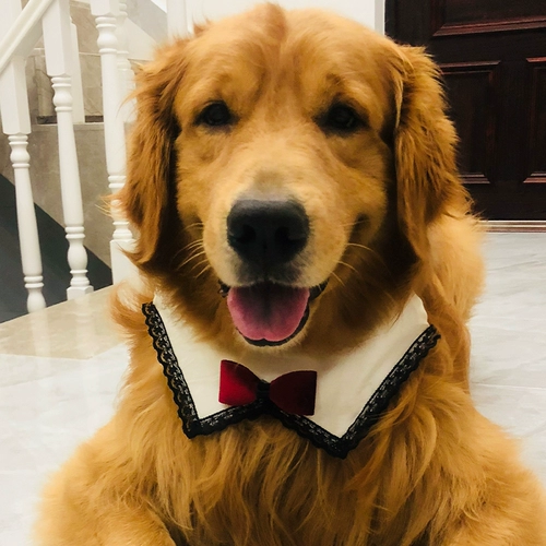 Средне -сильное собачье домашнее животное рта водоладка сатцума золотой мао ​​-лабрадор собака шарф треугольник треугольник декоративный забор
