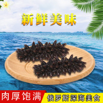 Russian sea cucumbers imported wild sea cucumbers 300 heads 80% dry light dry sea cucumbers 50 grams 30-35 or so