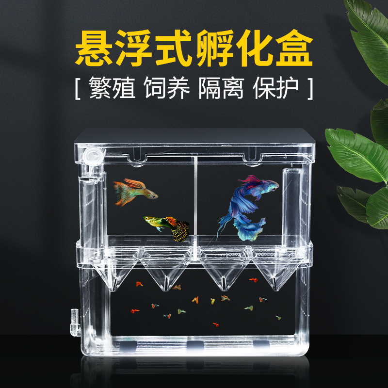 Peacock fish breeding box fish tank isolation box bucket fish large spawning hatching room small fry juvenile large fish incubator