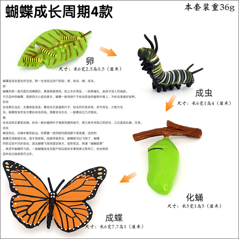 Lemon玩具仿真科教動物蝴蝶昆蟲模型玩具認知成長毛毛蟲兒童益智教育禮物 Yahoo奇摩拍賣