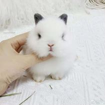 Dwarf rabbit living mini Mini small long crabapple Phoenix eye tea cup cat cat rabbit lop rabbit pet rabbit living creature