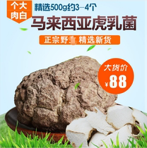 Wild tiger milk Ganoderma lucidum Malaysia imported original tiger milk fungus authentic Tiger Milk fungus Super Tiger Milk Mushroom 100g