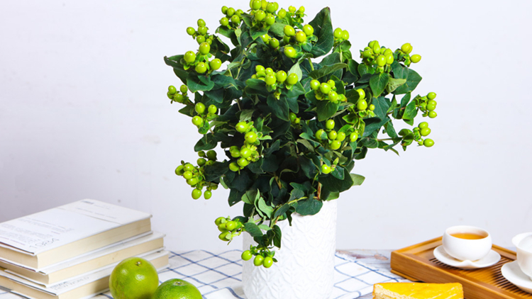 体验种植乐趣,带来活力家居时光20
