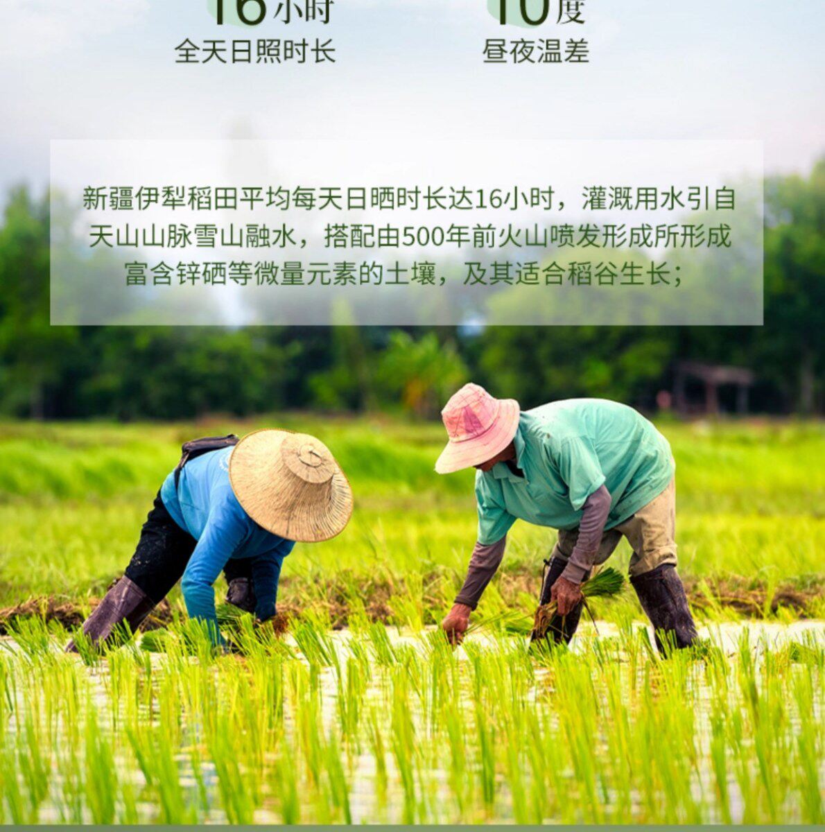 安享好物 安享B级粳米-疆粮长粒鲜米 国标 