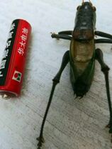 Grasshopper newly took off his arms and wings high wide and thick mirror big black iron skin living body artificial iron skin grasshopper 