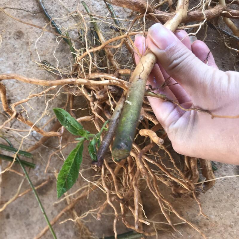 Fresh White Flower Ghost Lantern Root from the Mountains, Ghost Lantern Root, Bitter Lantern, Lantern Grass, Pure Lantern Root