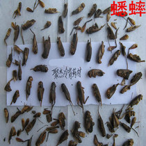  Cold-backed medicinal herbs Daquan Crickets crickets flexion maggots maggots 35 yuan 500 grams