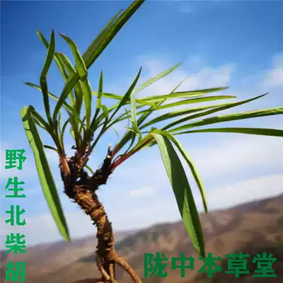 Gansu wild mountain mining new pure natural wild Chinese herbal medicine Bei Bupleurum 500g sulfur-free sliced grinding powder