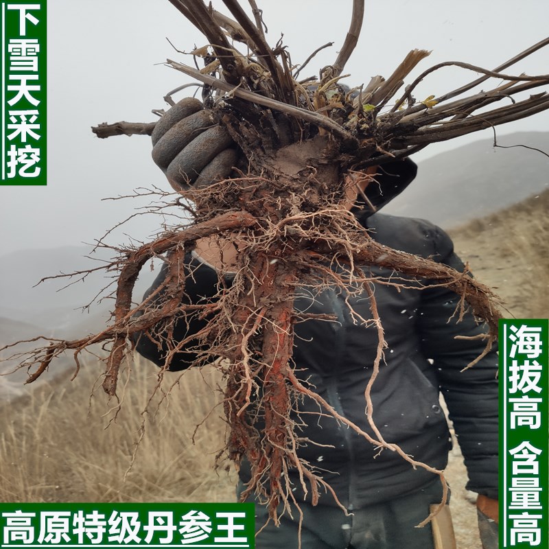 Chinese herbal medicine premium wild purple salvia 500g Default hair slice can be powdered can be hair whole