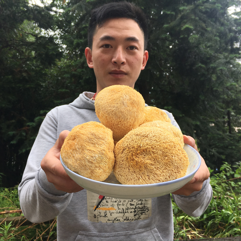 Mushroom Workshop Palaeotian Monkey Head Mushrooms 250g Deep Mountain Fungus Powder Mushroom Farmyard Fresh Dry Stock Special Produce Non-Northeast Linden Monkey Head