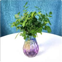 (Mosquito Buster) Jiuli Fragrant Flower Potted Mosquito Repellent Indoor Balcony