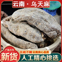 Yunnan Ugastrodiae Zhaotong dry cargo small grass dam ultra fine powder 500 gr Non-wild sheet 500g Tgrade