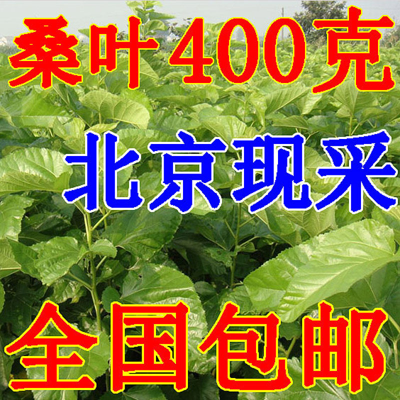 Fresh mulberry leaves Live color mulberry baby food Spring silkworm eggs Silkworm suit Silkworm mulberry leaves are now picked young leaves