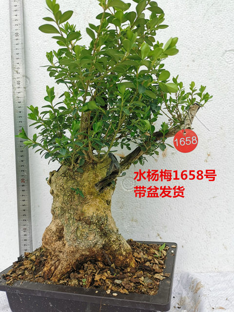 Small-leaf boxwood bonsai, high-end ancient piles and old piles, four-season evergreen plants, high-quality boxwood bonsai potted plants