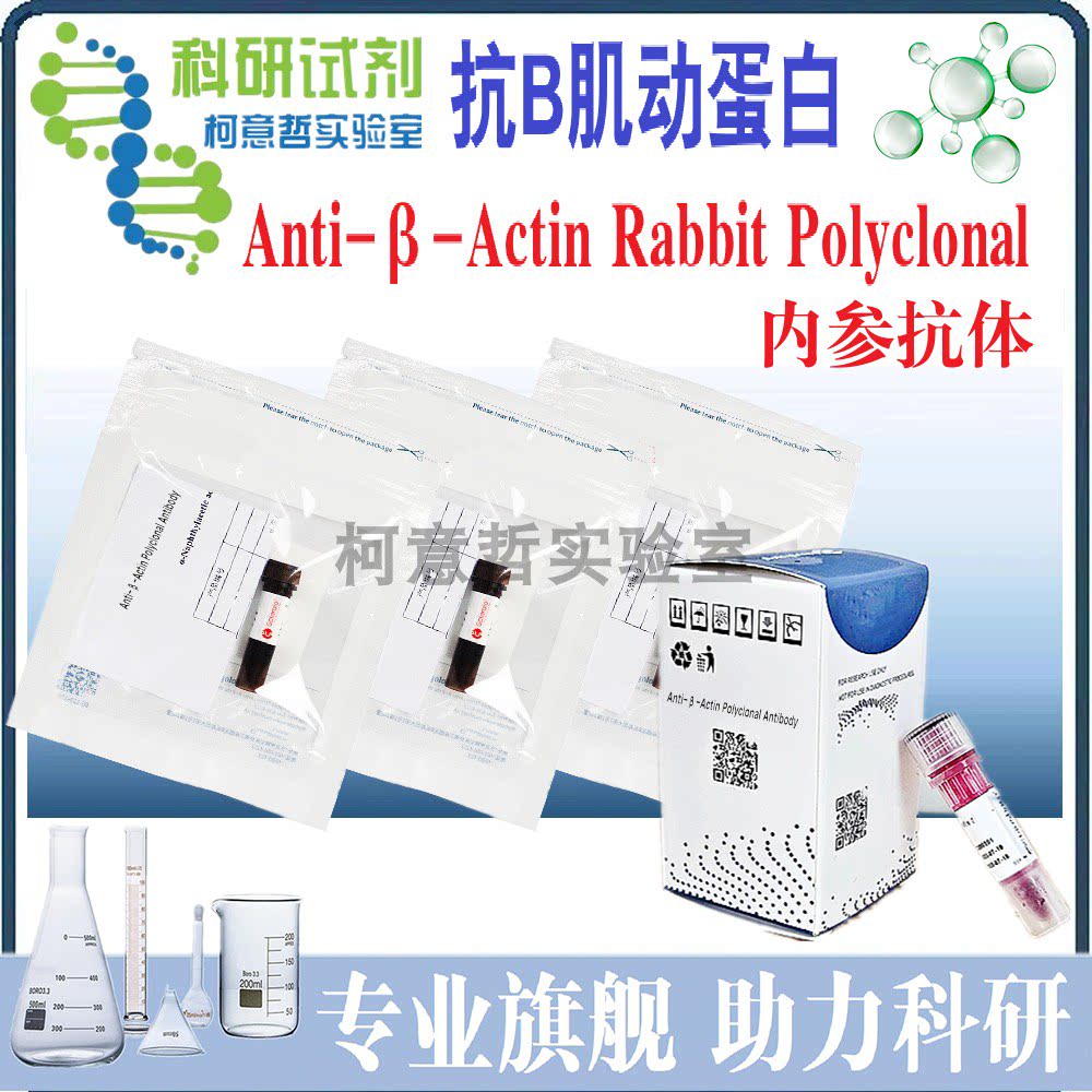 抗B肌动蛋白 Anti-&beta;-Actin Rabbit Polyclonal内参抗体Actin表达