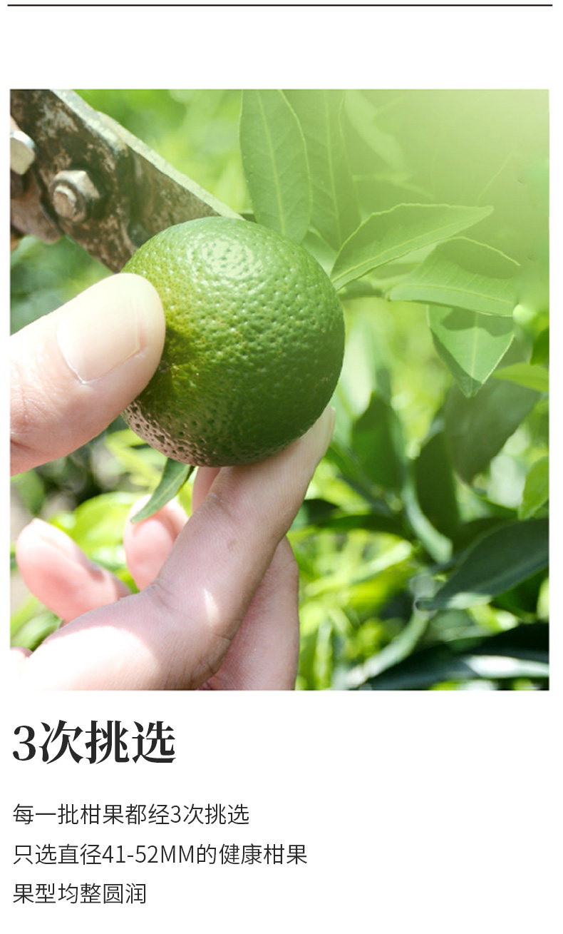 四国有机认证 芯仙茗堂 新会小青柑 桔普茶 250g 图6