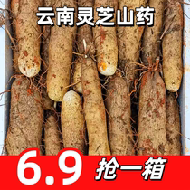 (First order dropped) Yunnan Ganoderma lucidum yam Dagenfei Huaishan Xiaobaizui iron rod yam purple scale weight hemp yam