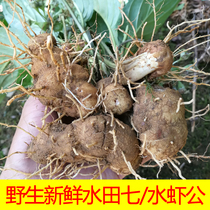 Paddy seven fresh Crow Head chicken soil three seven paddy field seven seedlings Chinese herbal medicine 500g water shrimp male