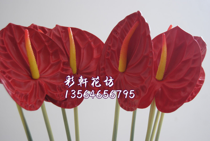 5 gói mô phỏng anthurium mô phỏng cọ xanh hoa giả hoa lụa cao cấp hoa nhựa hoa flamingo hoa Anzu - Hoa nhân tạo / Cây / Trái cây hoa hồng giả đẹp
