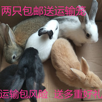 Rabbit Living Large Meat Rabbit Living White Rabbit Belgium New Broccoli Giant Rabbit Pet Rabbit Farmhouse