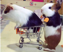 Dutch pig live guinea pig guinea pig baby black self-bred healthy short reverse short pure white black