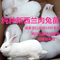 Rabbit Living Rabbit Living White Rabbit Living Pet Rabbit Large Meat Rabbit Ordinary Domestic Dormitory Good to Feed