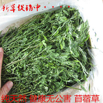 Alfalfa grass rabbit food rabbit grass food rabbit grass hay Dutch pig chinchilla forage feed 1kg box
