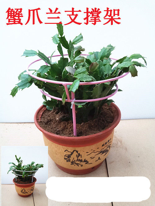 Climbing Rattan Frame Subflower Holder Green Planting Flower Shelf Indoor Flower Support Rod Moon Season Iron Wire Lotus Climbing Rack Minimalist Bracket-Taobao