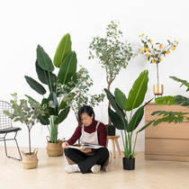 Nordic simulation traveler banana eucalyptus plant tree potted large living room floor-standing ornaments indoor fake green plant decoration