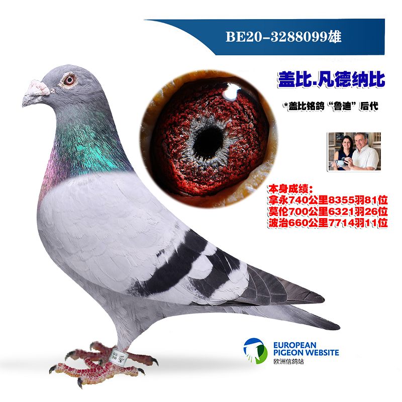 创世鸽苑