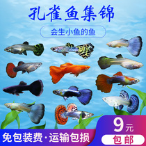 Peacock fish small fry living practicing hand package pure tropical ornamental fish small freshwater goldfish born anchovies