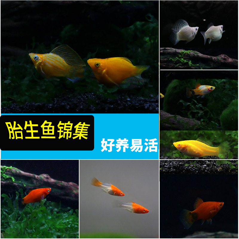 Tropical Fish Ornamental Fish Living Freshwater Red Sword Black & White Gold Leather Ball Mary Tricolour Peony Moon Light Mickey Fetal Raw Fish