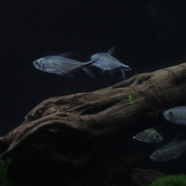 Tropical Ornamental Fish Living Good Breeds Easy To Live Black Tail Large Hook Fish Freshwater Fish Fry Grass Vat Small Group Tours Light Cofish