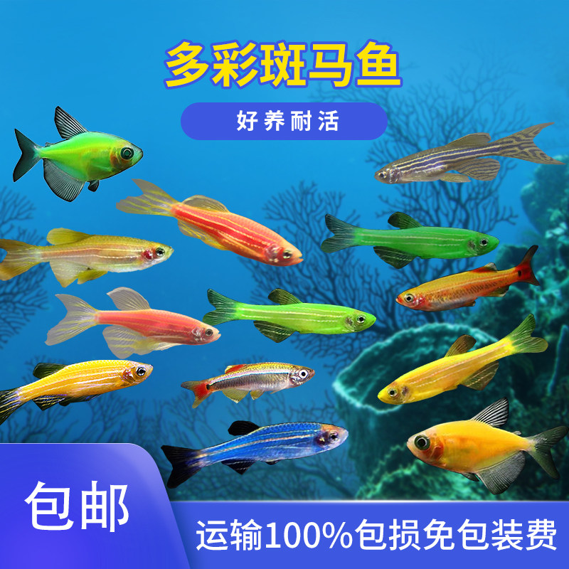 Zebra Fish Small Tropical Ornamental Fish good for living practice Handmaid traffic light Cofreshwater group Swim Fish Pet Fish Fry