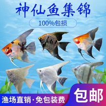 Tropical Ornamental Fish Seven Colorful Red Heads Glass Meteor Ink Egypt Peru Shenxianfish Living Freshwater Pet Fish Fry