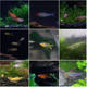 Small fish live tropical ornamental fish small traffic light zebra lamp family fish freshwater live-resistant group swimming fish package live