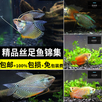 Yellow Blue Mandragon Tropical Fish Kiss Kiss Fish Pearl Horse Chia Lili Freshwater Fish Living Small Ornamental Fish for Good