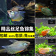 Blue Manlong fish ornamental fish colorful Lili pearl vest eats insects and is easy to raise without oxygen and live tropical fish