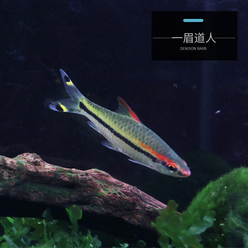 One Brow Fish Group Cruise Fish Tropical Fish Grass Cylinder Light Corfish Octopus Living Freshwater Small Fish Living resistant ornamental fish
