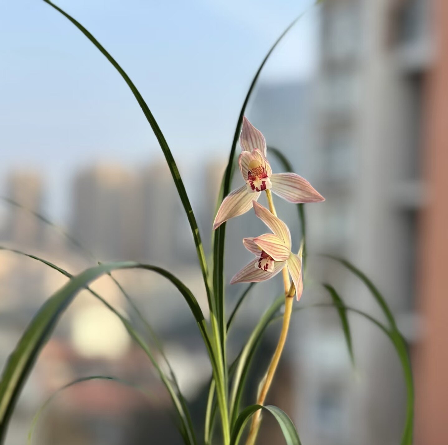 香雅兰花基地