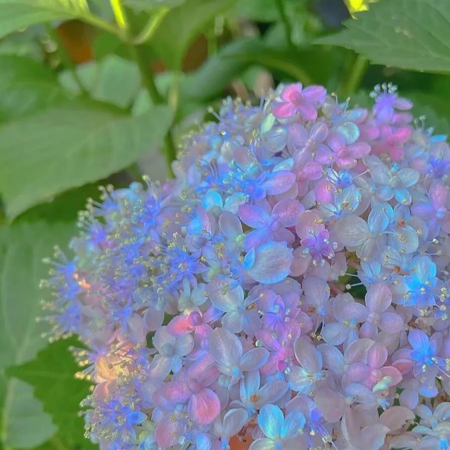 Flower potted plants are suitable for indoor and outdoor balconies in four seasons to purify the air, green plants, bonsai flowers, good-looking potted plants